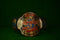 ECW World Heavyweight Wrestling Championship Belt TS-5041